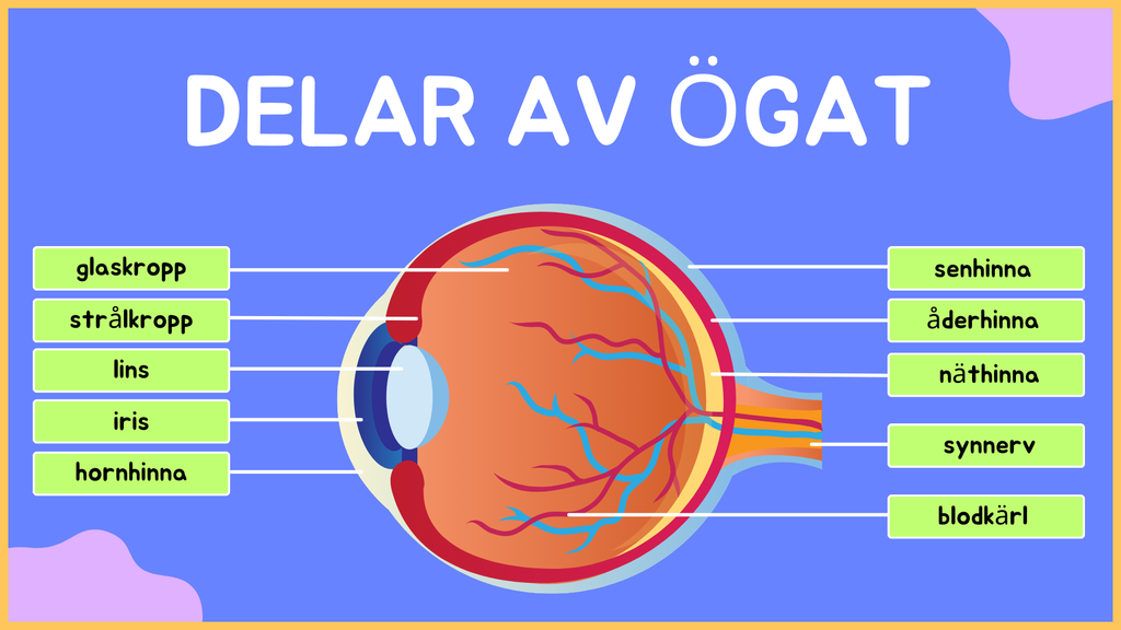 Hur är ögat uppbyggt? - Årskurs 4 - 9 (15 sidor)