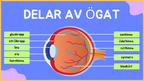 Hur är ögat uppbyggt? - Årskurs 4 - 9 (15 sidor)