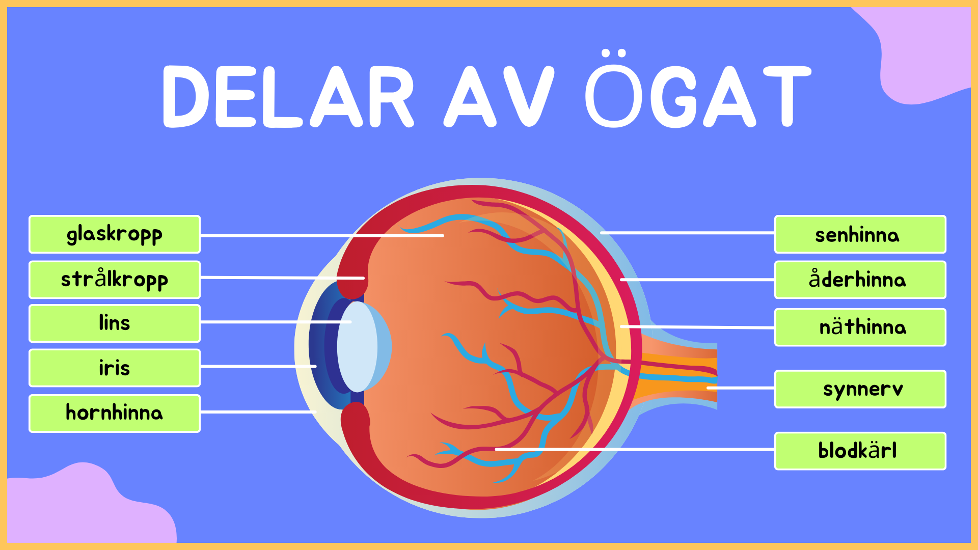 Hur är ögat uppbyggt? - Årskurs 4 - 9 (15 sidor)
