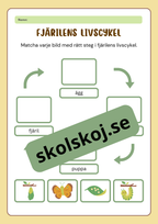 Fjärilens livscykel och förvandling
