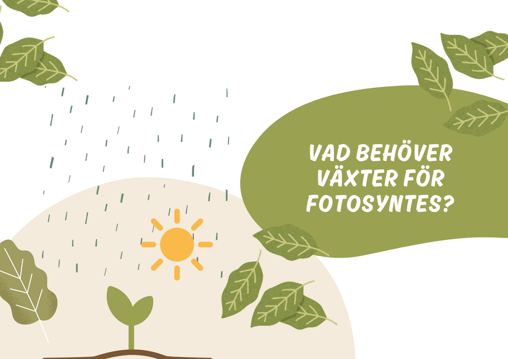Fotosyntes - Växternas energiproduktion