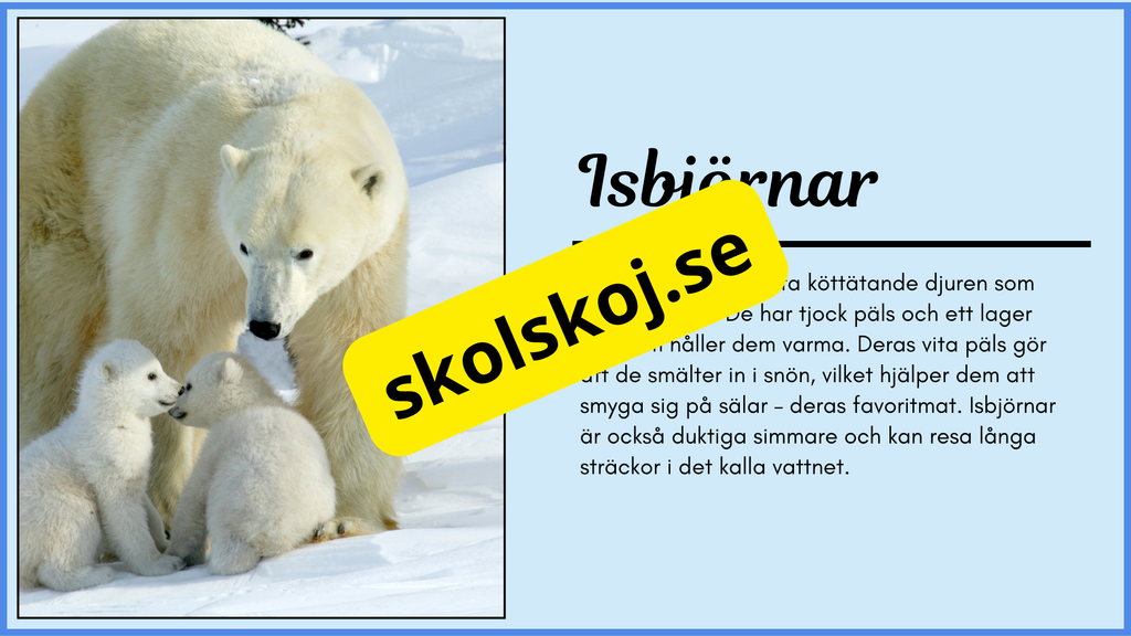 Arktiska djur - Fakta + frågor