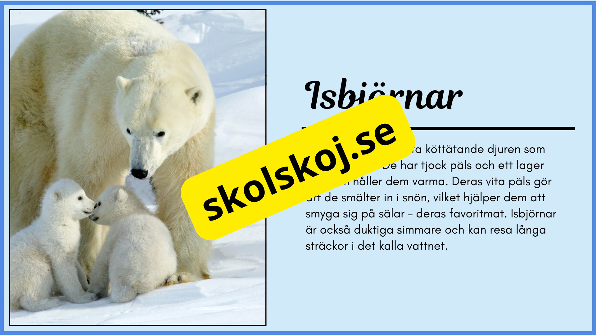 Arktiska djur - Fakta + frågor