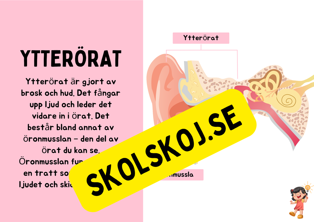 Örats delar - Presentation + Frågor