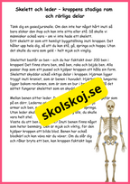 Utforska kroppen från topp till tå - Fakta + frågor - Årskurs 4 - 6