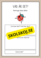 Vad är det? - Insekter - Faktabok