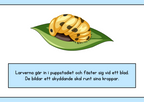 Nyckelpigans livscykel + Uppgifter - Årskurs 1 - 2