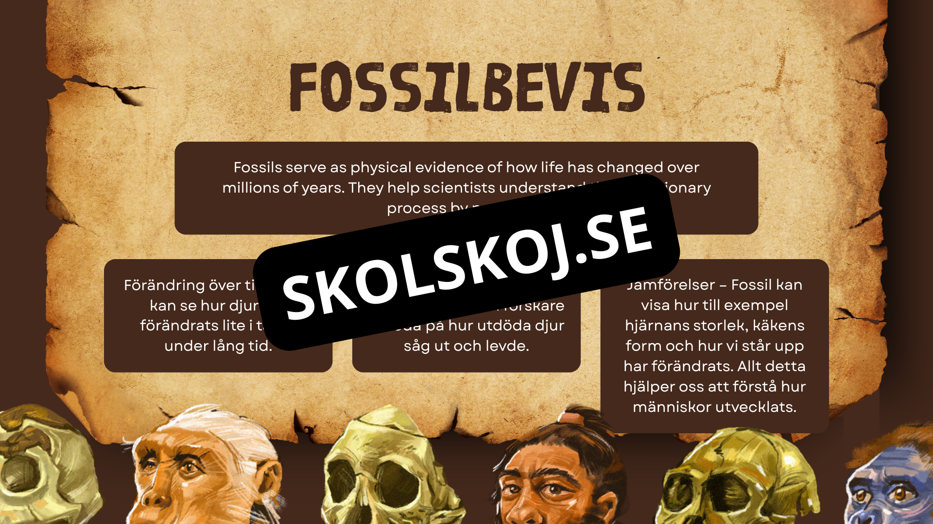 Människans utveckling - Fakta - Presentation - Frågor