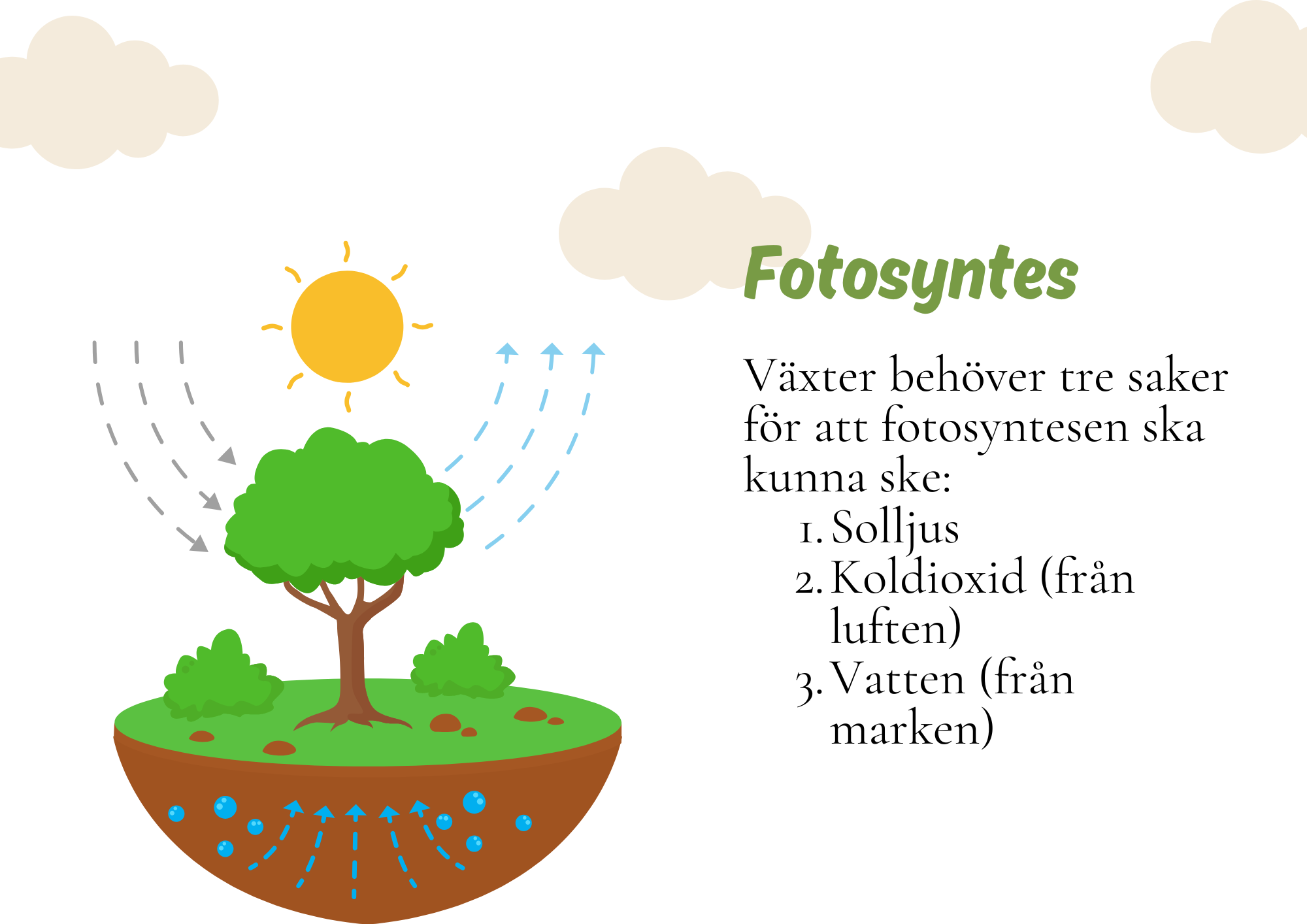 Fotosyntes - Växternas energiproduktion