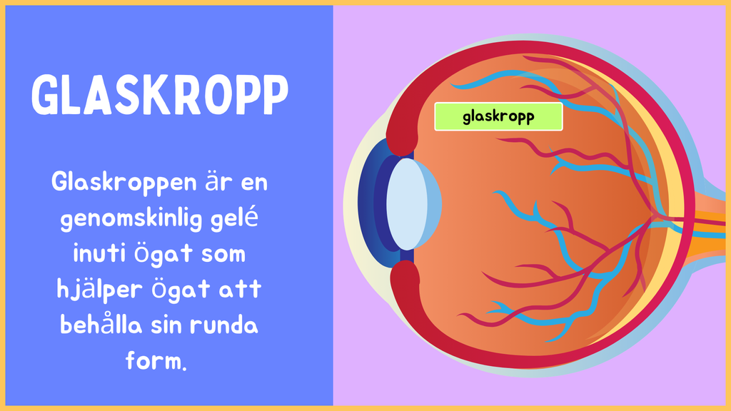 Hur är ögat uppbyggt? - Årskurs 4 - 9 (15 sidor)