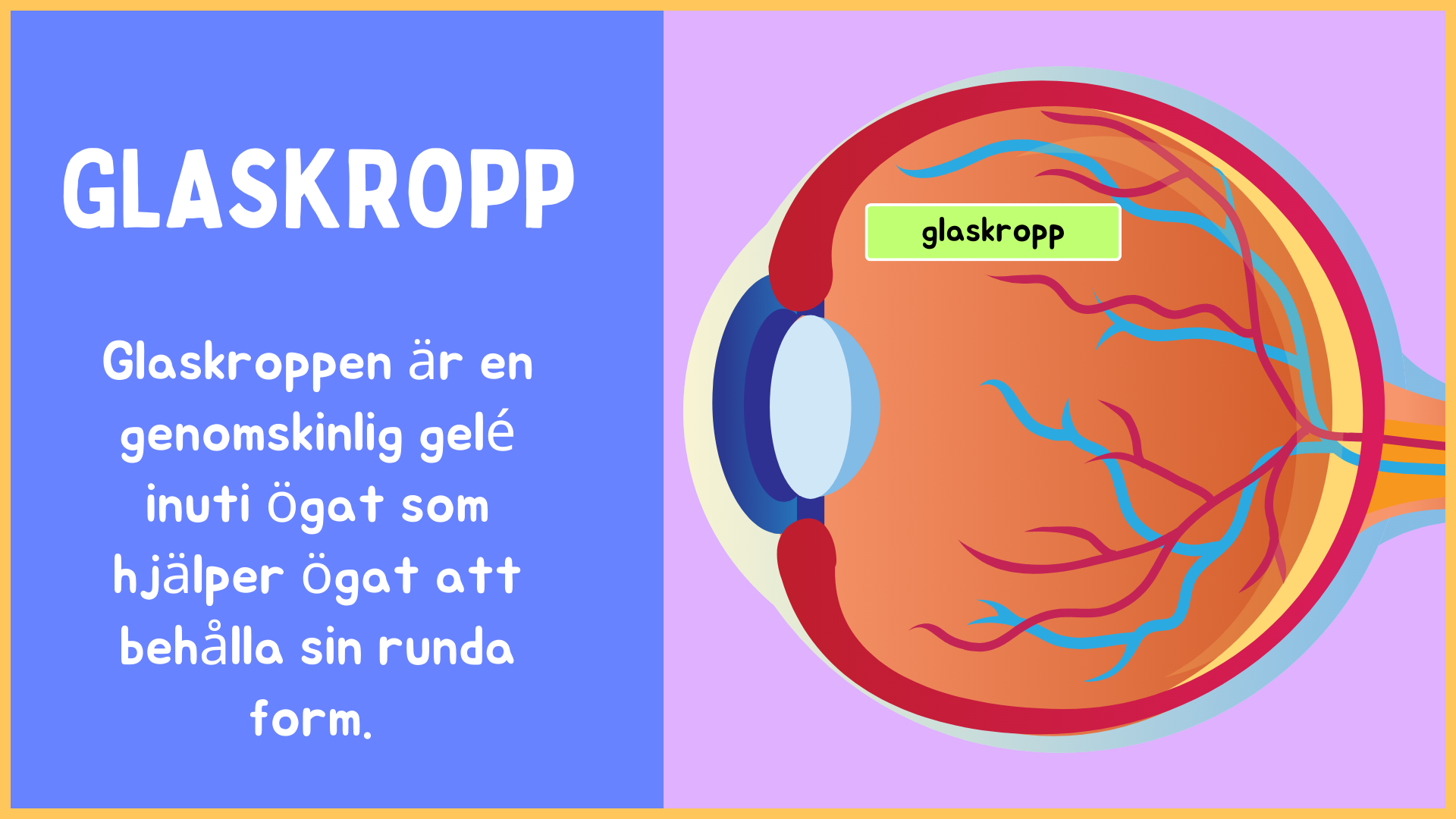 Hur är ögat uppbyggt? - Årskurs 4 - 9 (15 sidor)