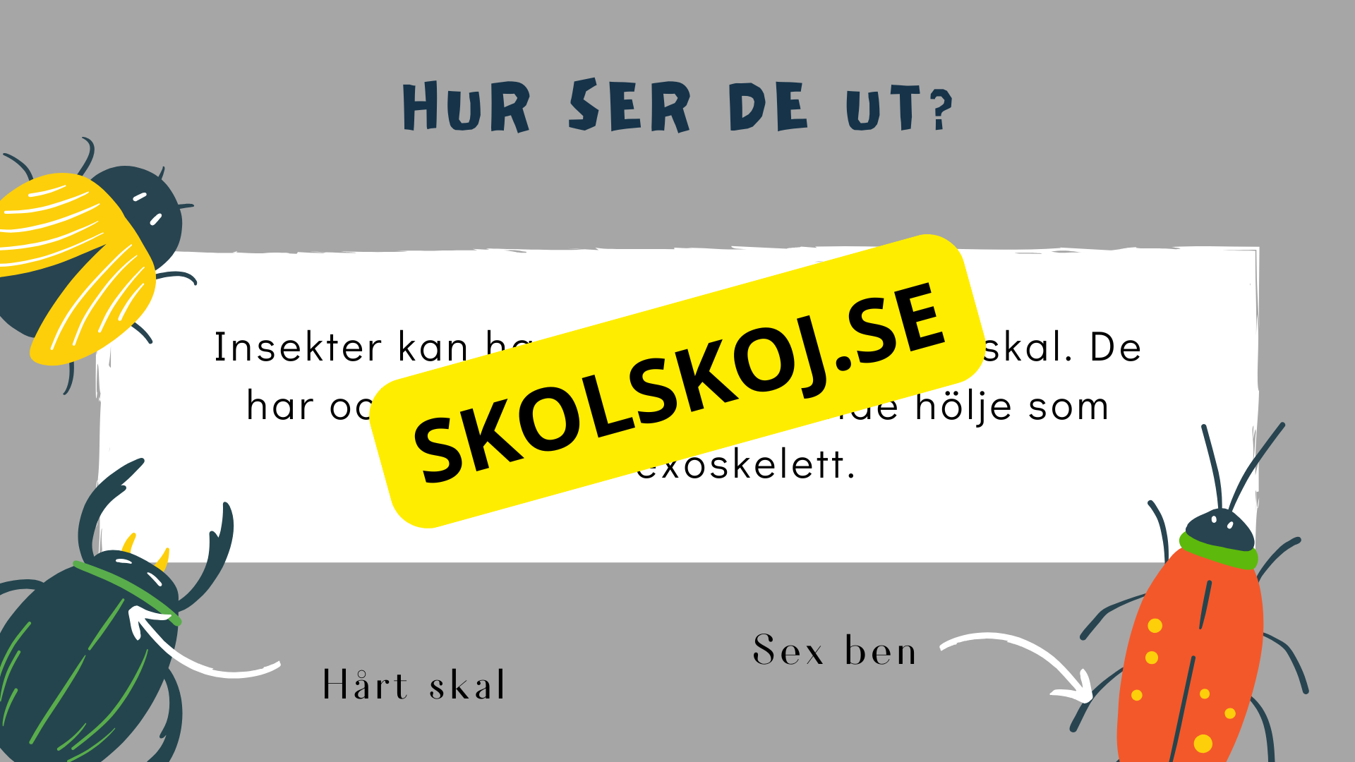 Upptäck insekternas värld - Häfte