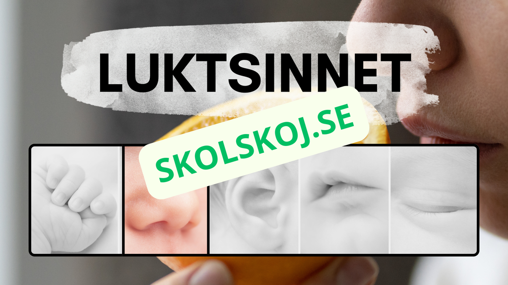 Våra fem sinnen - Presentation