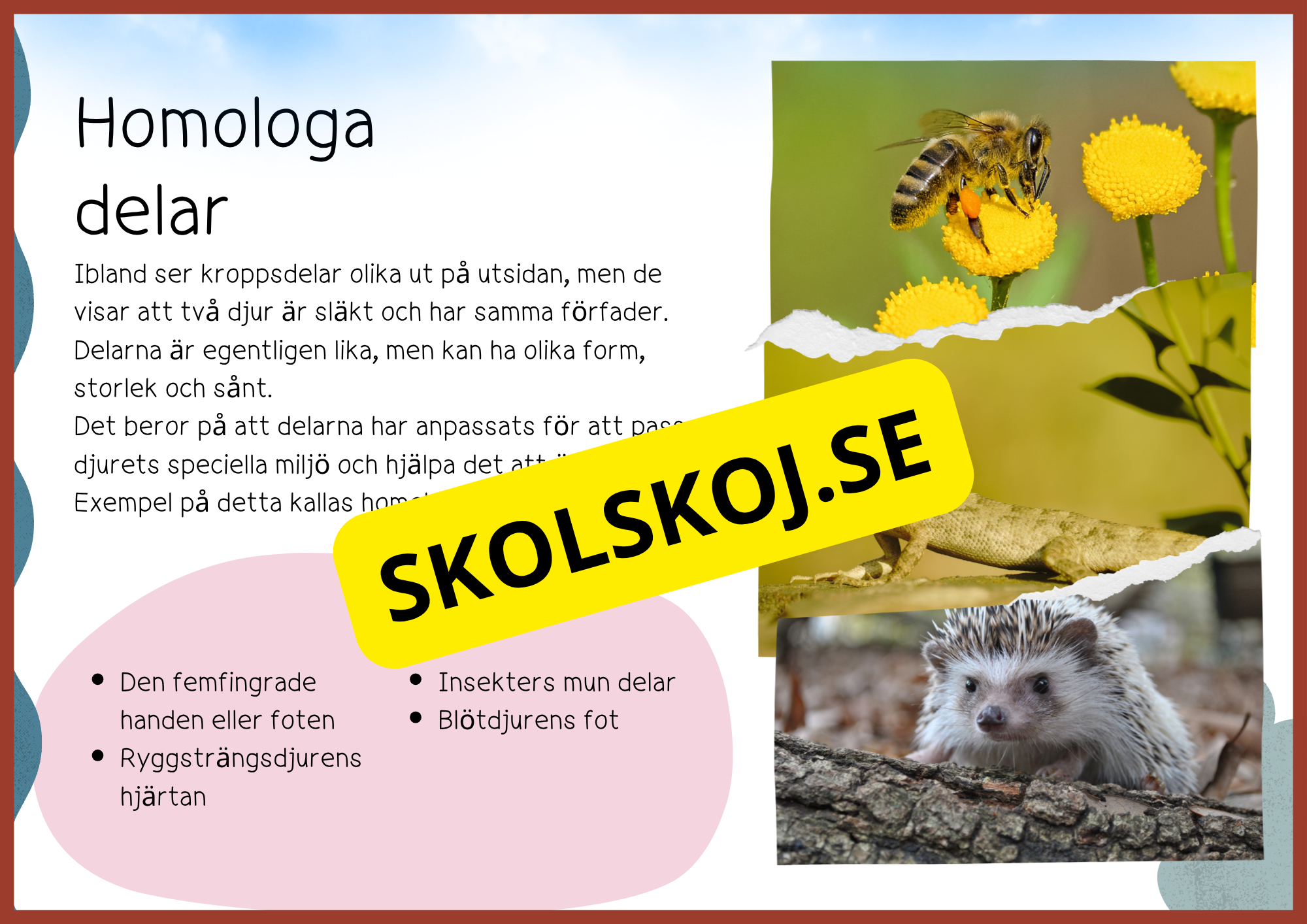 Evolution - Faktatext + frågor