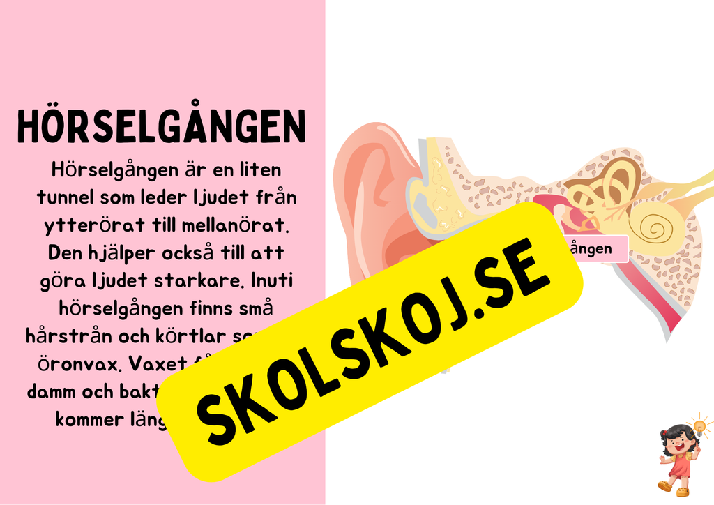 Örats delar - Presentation + Frågor