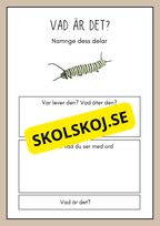 Vad är det? - Insekter - Faktabok