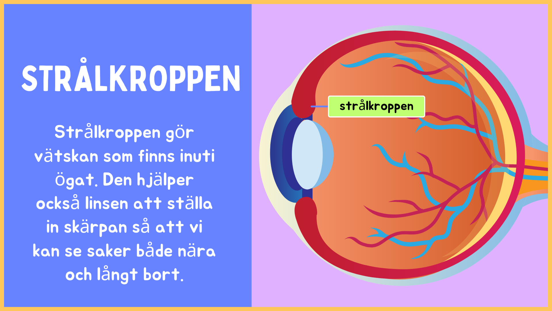 Hur är ögat uppbyggt? - Årskurs 4 - 9 (15 sidor)