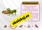 Näringskedjor - Ekosystem och livsmiljöer