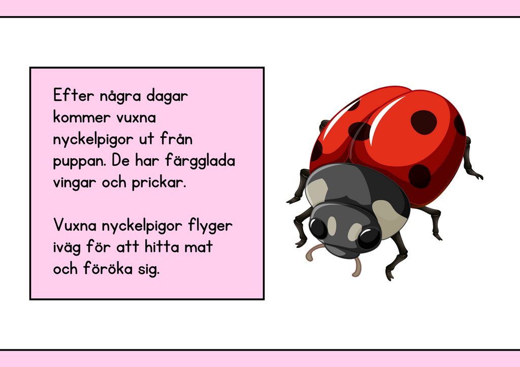 Nyckelpigans livscykel + Uppgifter - Årskurs 1 - 2