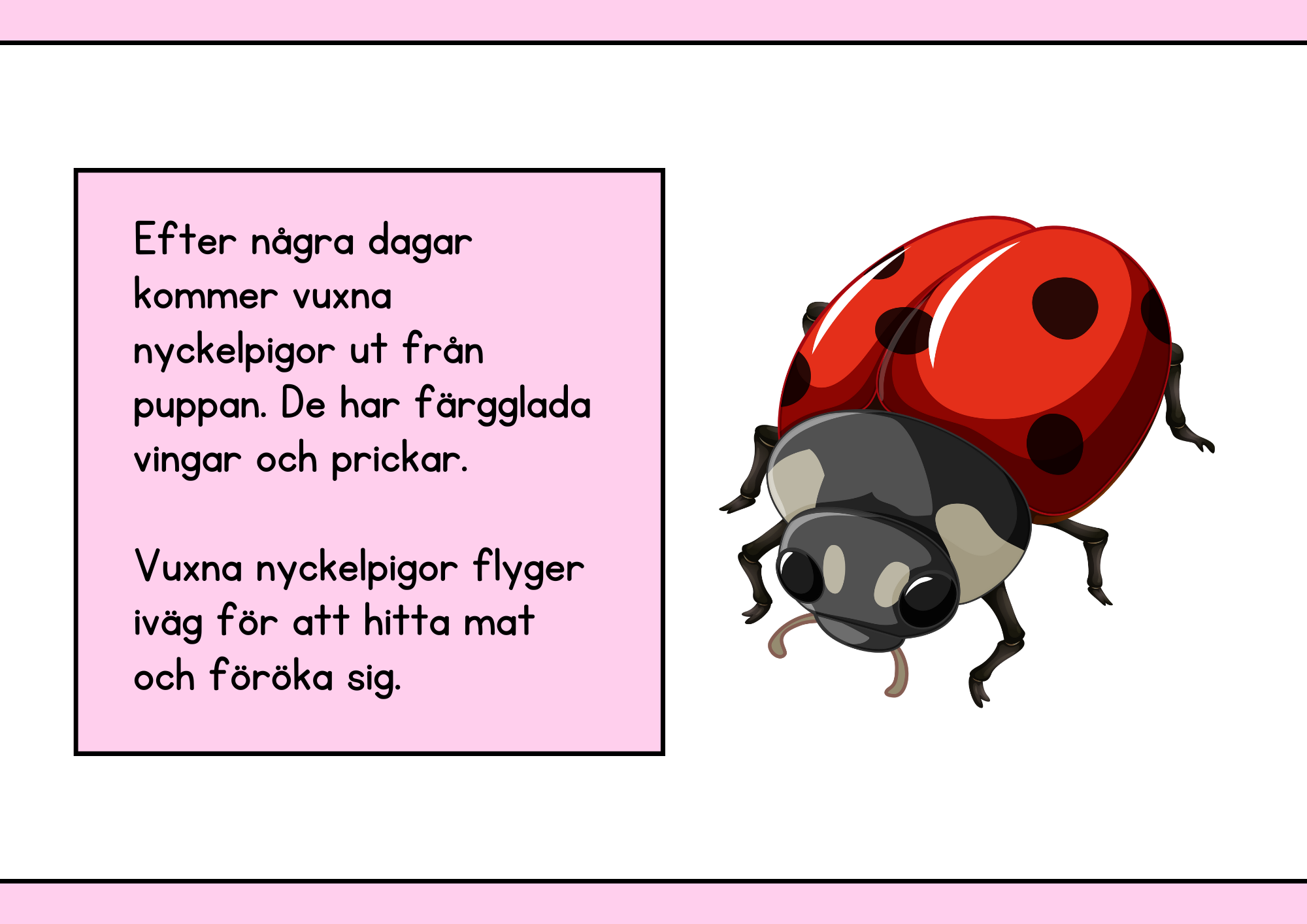 Nyckelpigans livscykel + Uppgifter - Årskurs 1 - 2