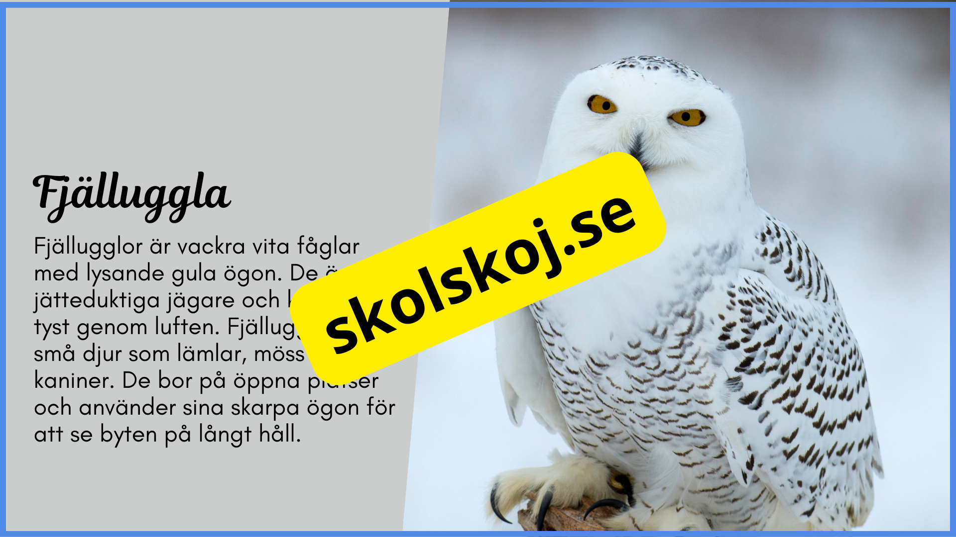 Arktiska djur - Fakta + frågor