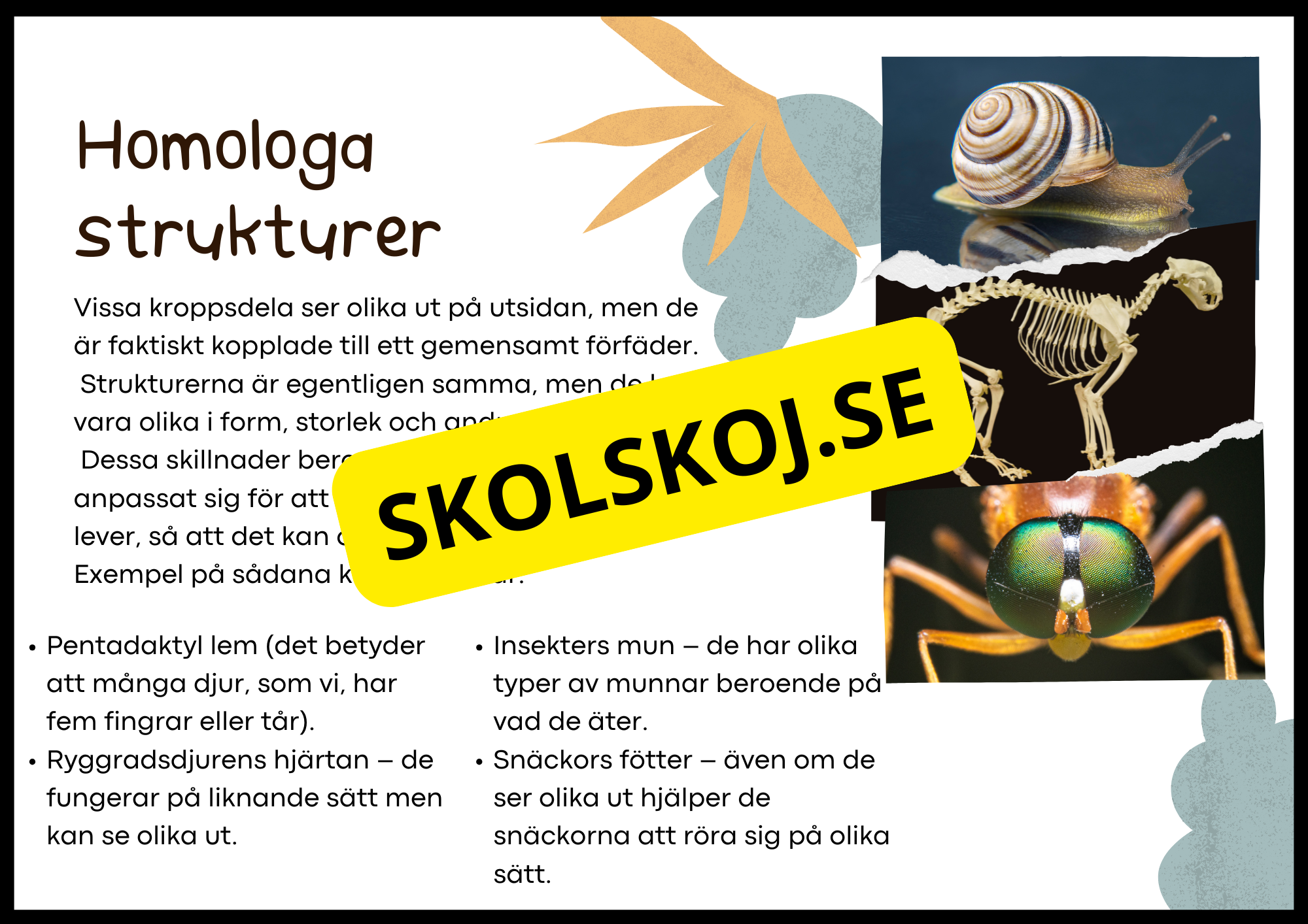 Grundläggande evolution - Årskurs 6 - 9