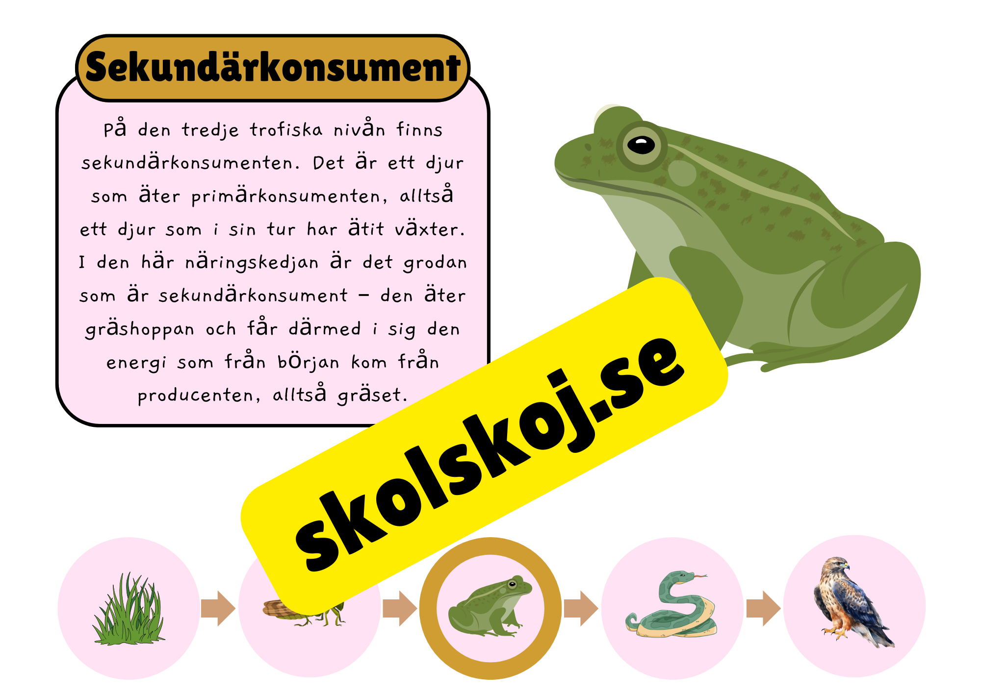 Näringskedjor - Ekosystem och livsmiljöer