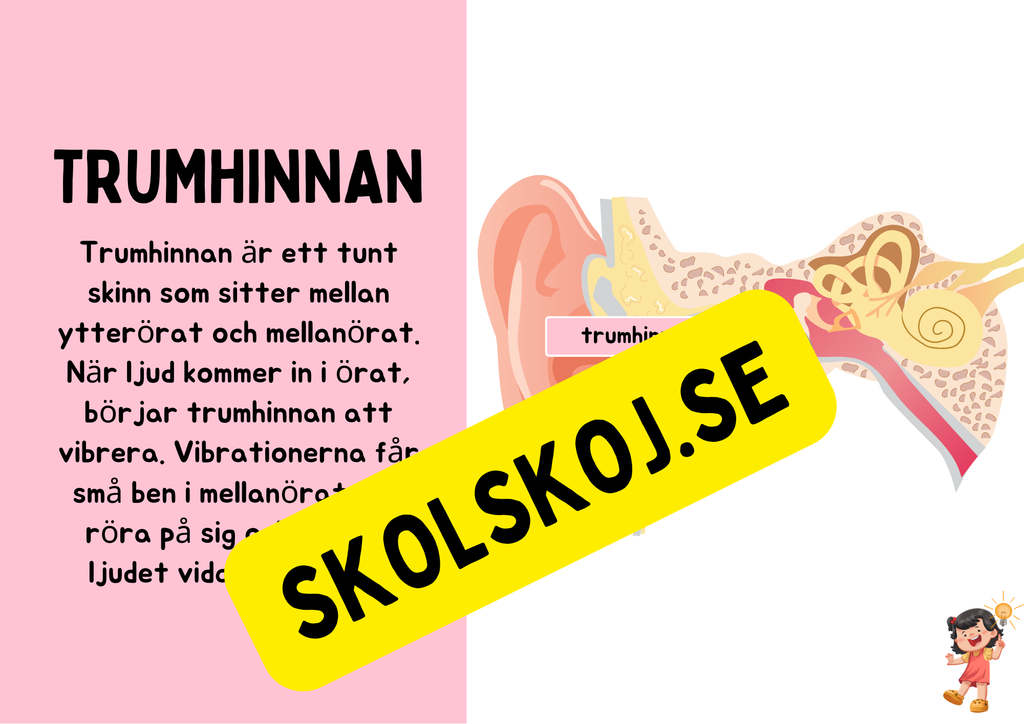 Örats delar - Presentation + Frågor