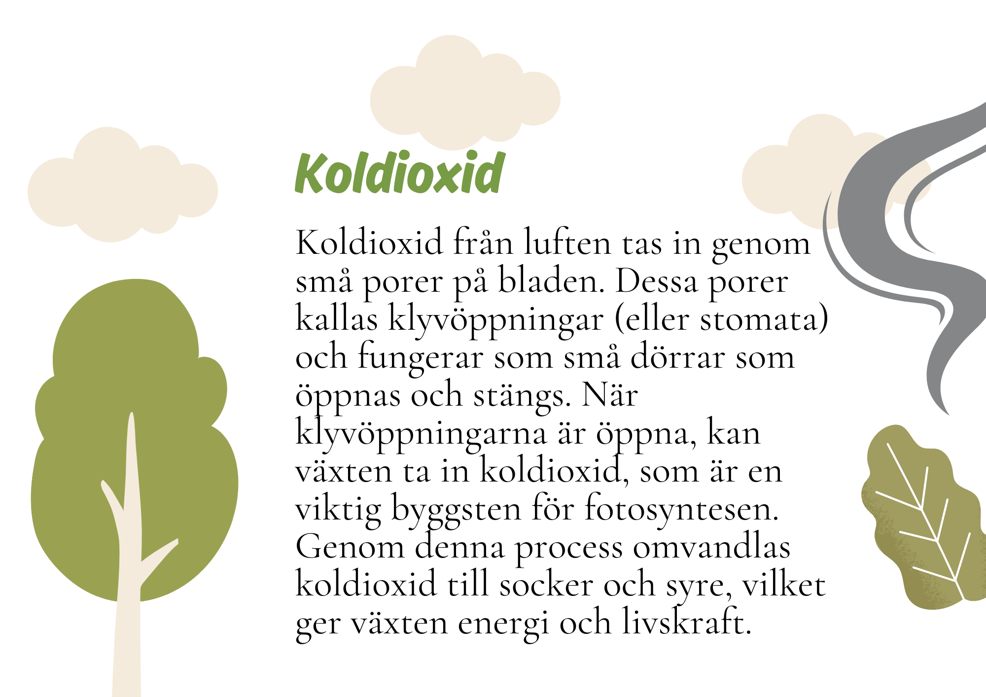 Fotosyntes - Växternas energiproduktion