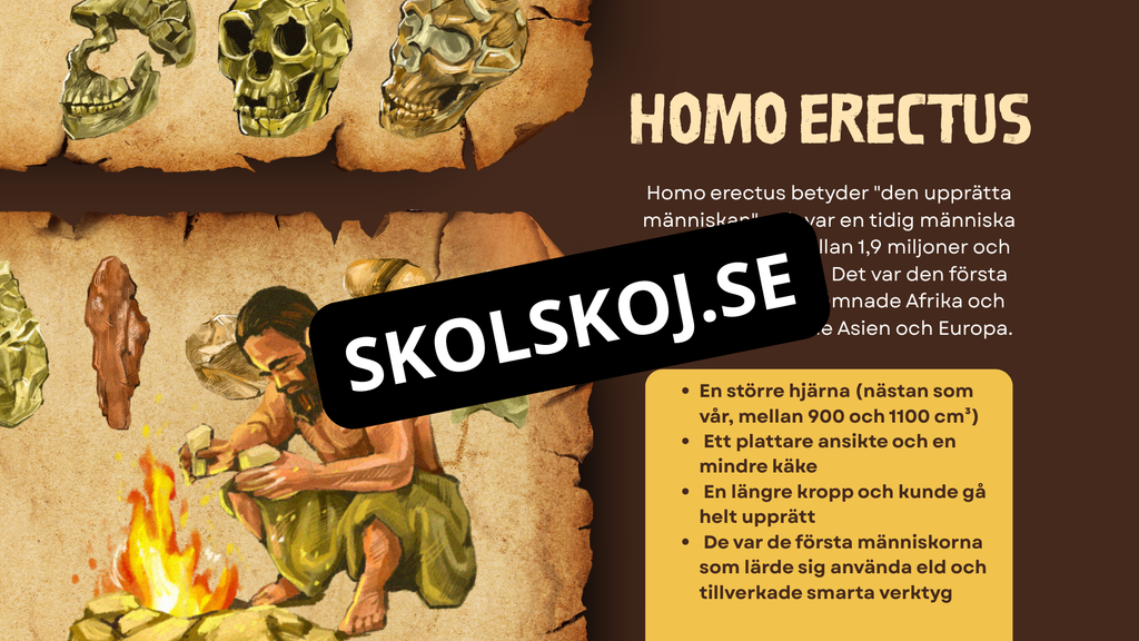 Människans utveckling - Fakta - Presentation - Frågor