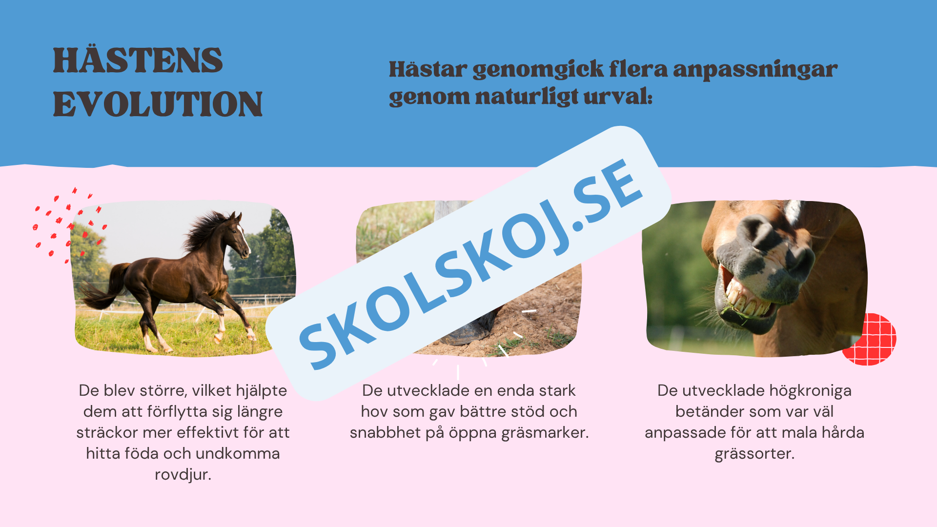 Evolution - Bevisen för hur livet förändras - Årskurs 7 - 9