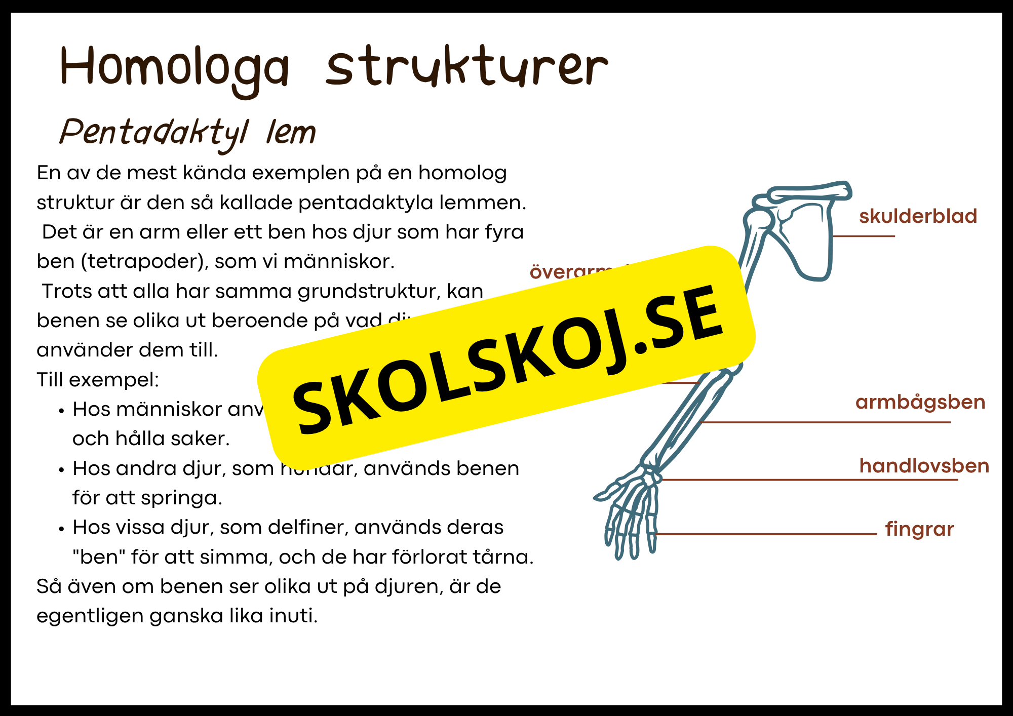 Grundläggande evolution - Årskurs 6 - 9