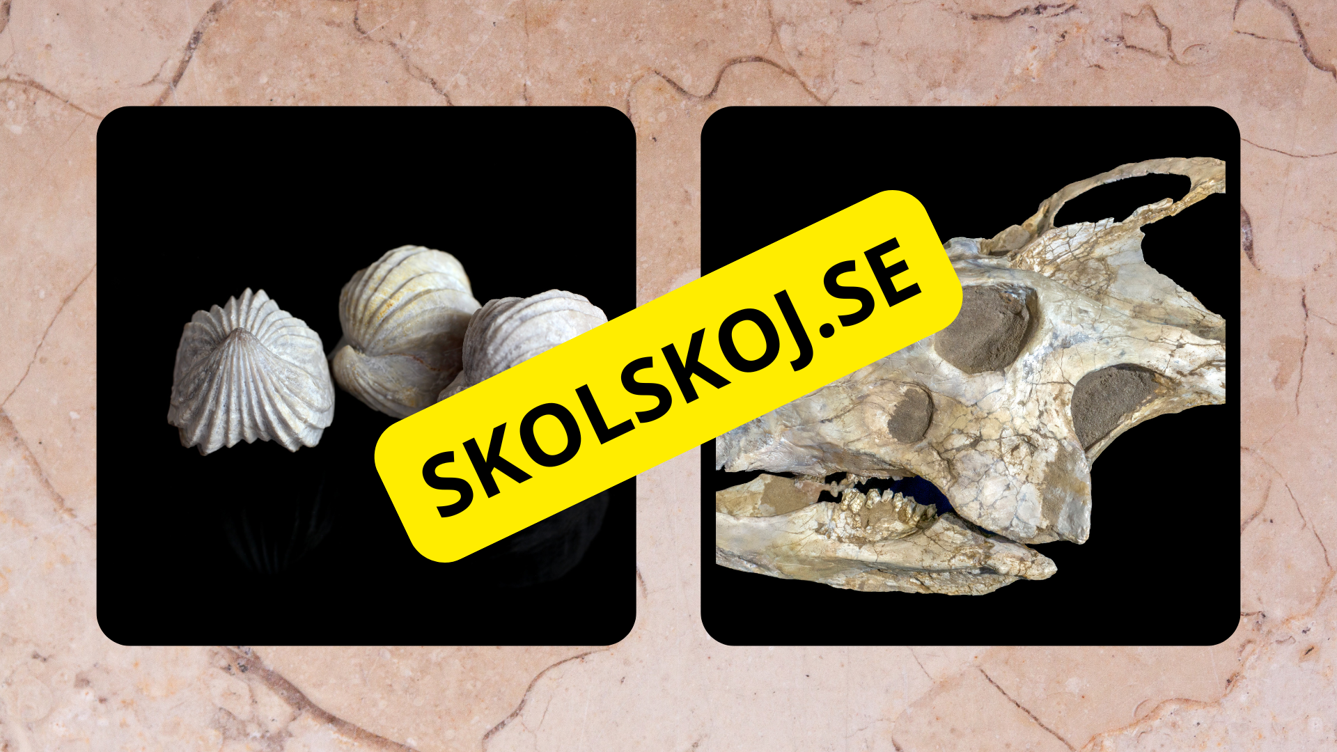 Fossiler - Åk 4 - 9