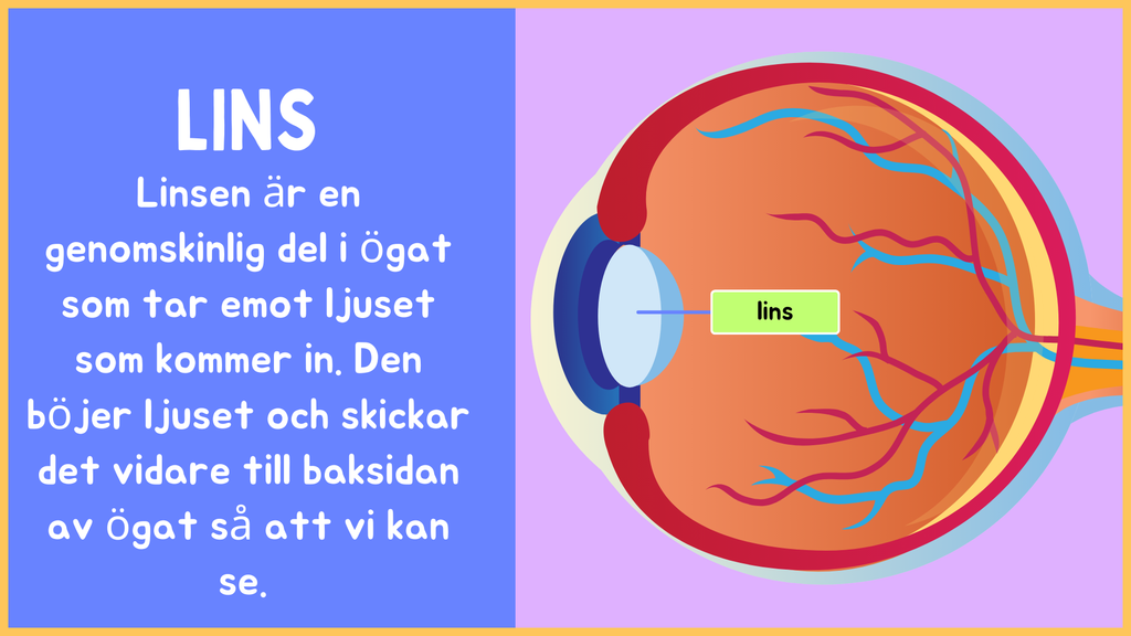 Hur är ögat uppbyggt? - Årskurs 4 - 9 (15 sidor)