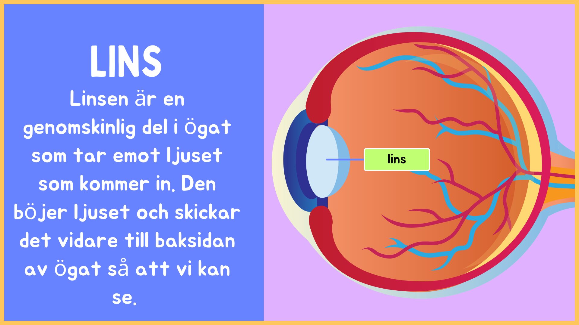 Hur är ögat uppbyggt? - Årskurs 4 - 9 (15 sidor)