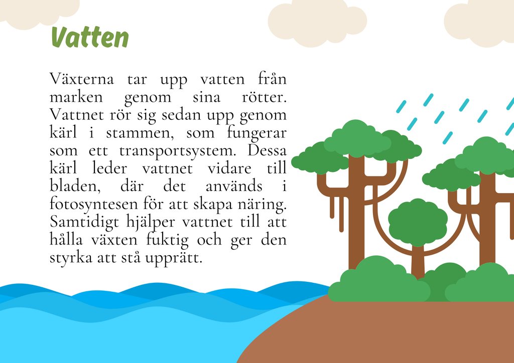 Fotosyntes - Växternas energiproduktion