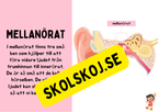 Örats delar - Presentation + Frågor