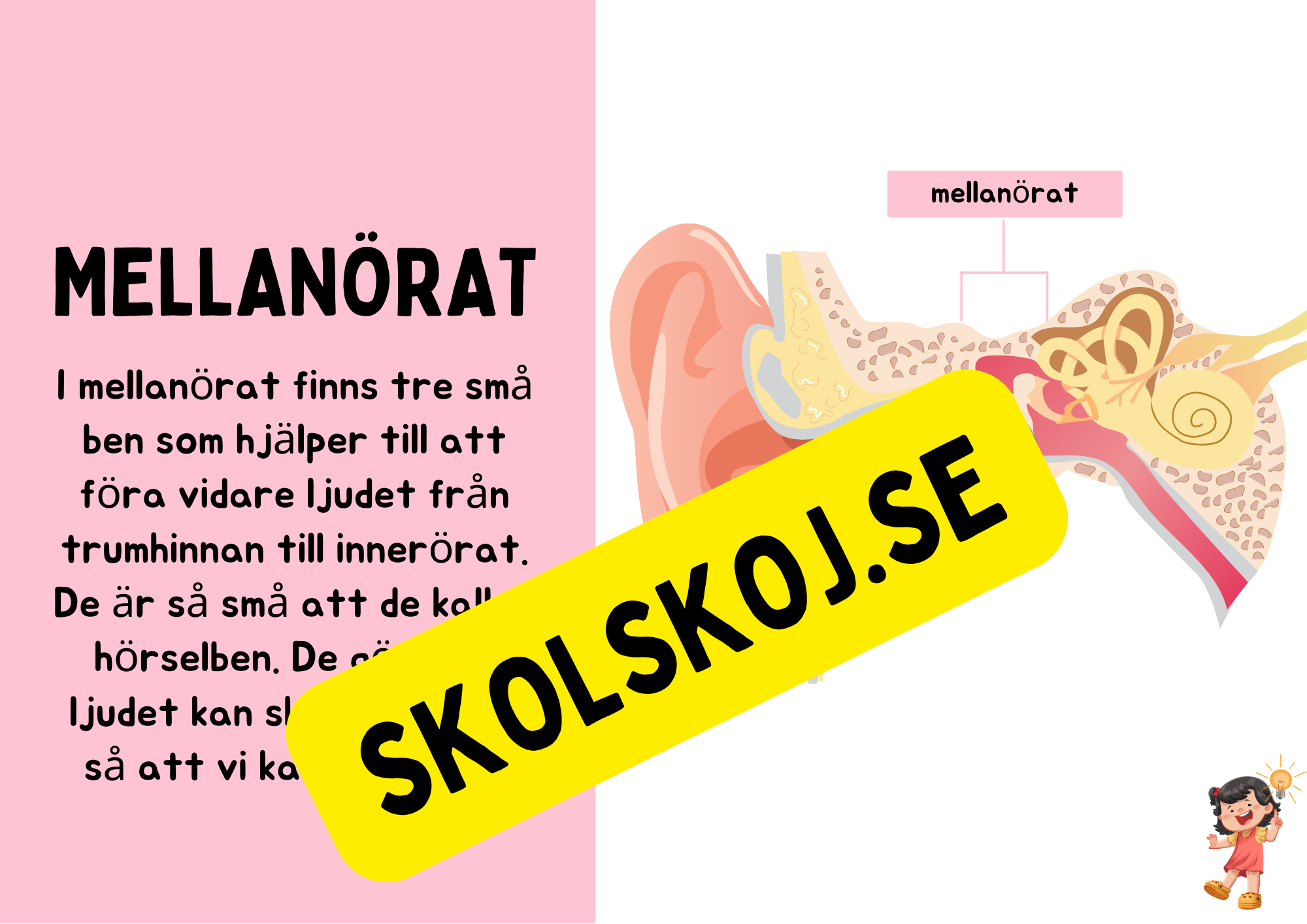 Örats delar - Presentation + Frågor