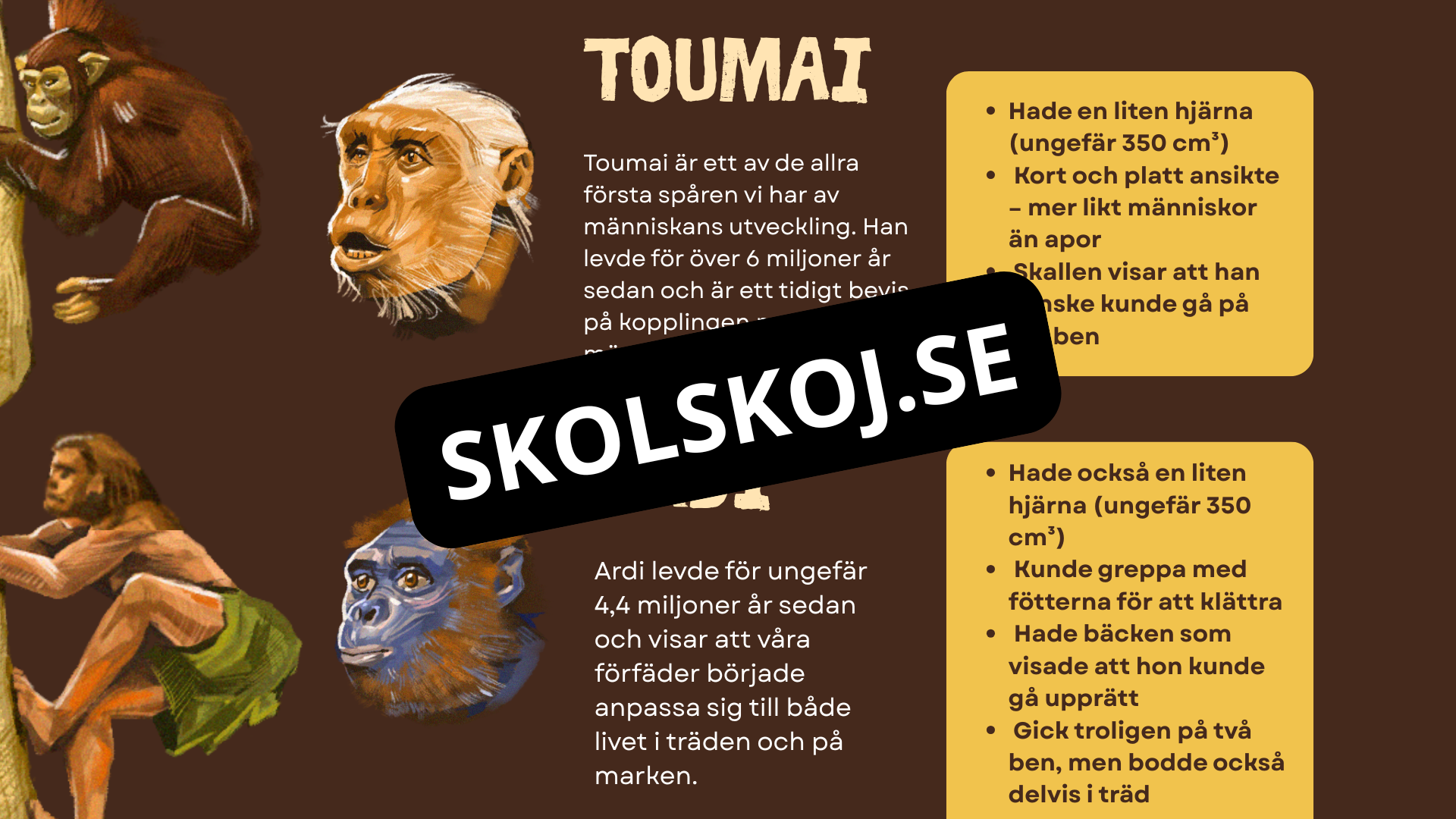 Människans utveckling - Fakta - Presentation - Frågor