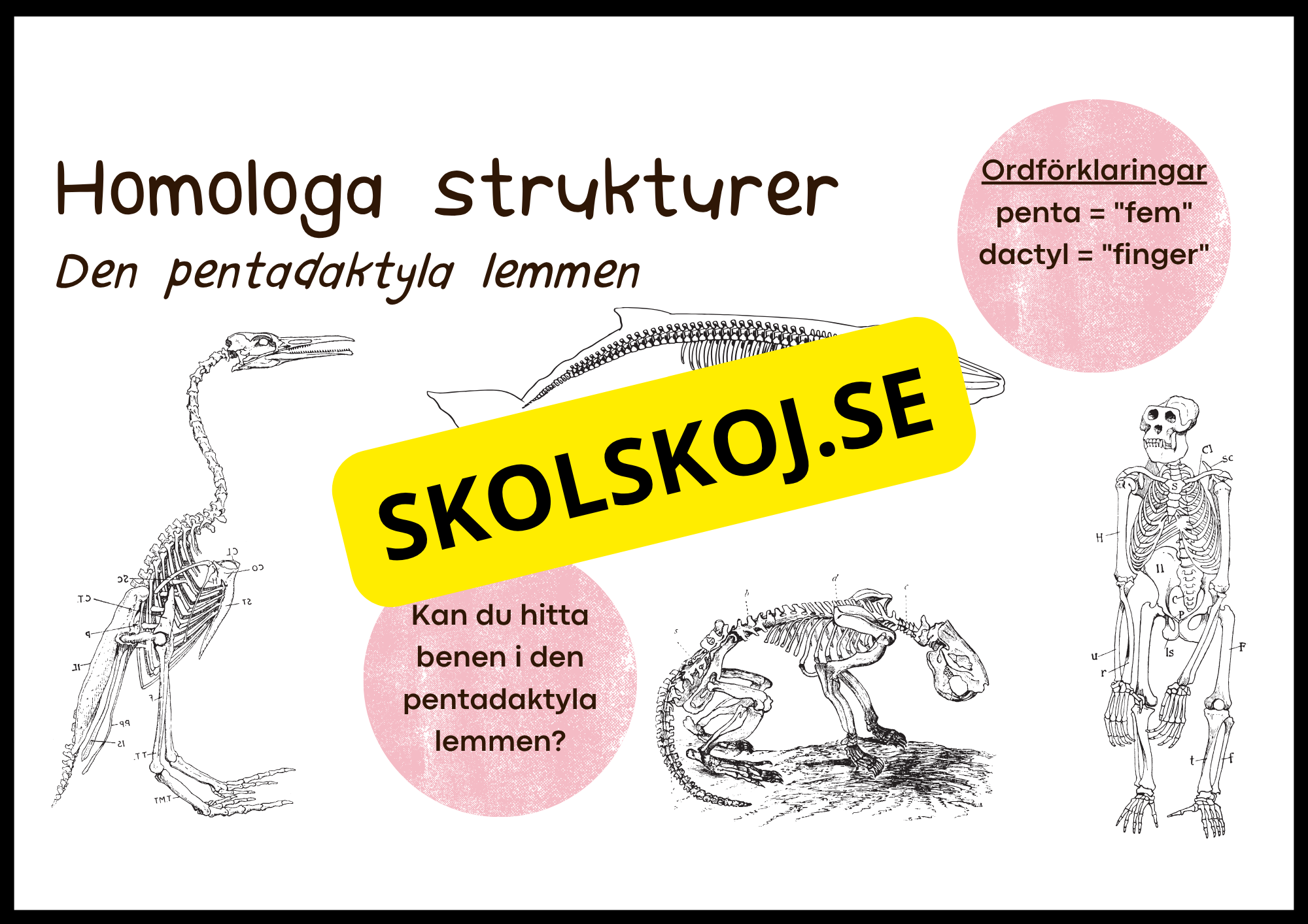 Grundläggande evolution - Årskurs 6 - 9