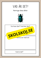 Vad är det? - Insekter - Faktabok