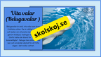Arktiska djur - Fakta + frågor