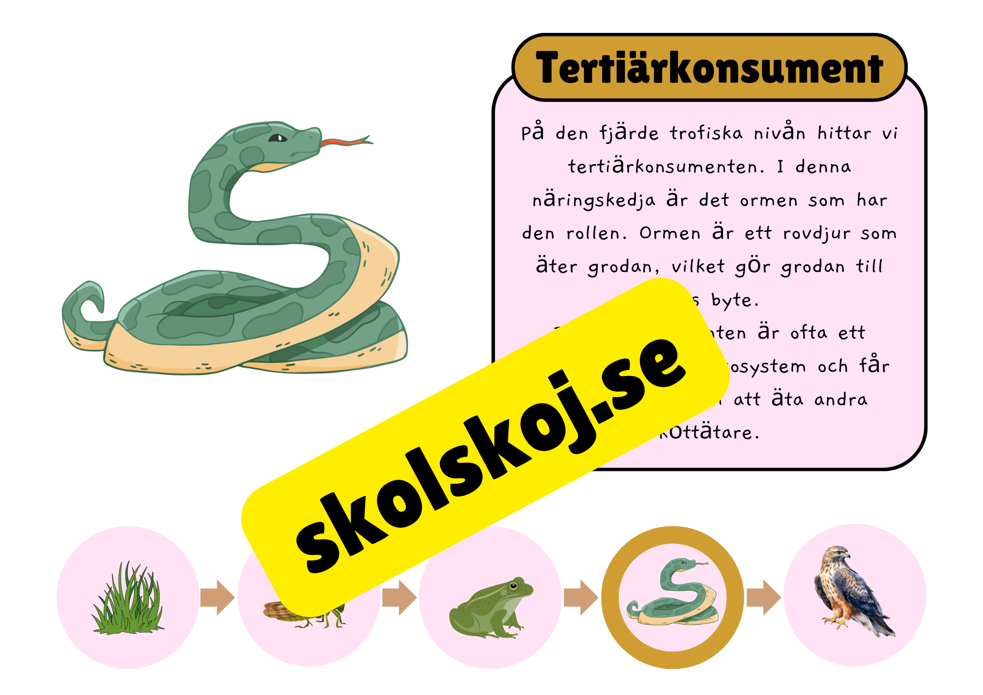 Näringskedjor - Ekosystem och livsmiljöer