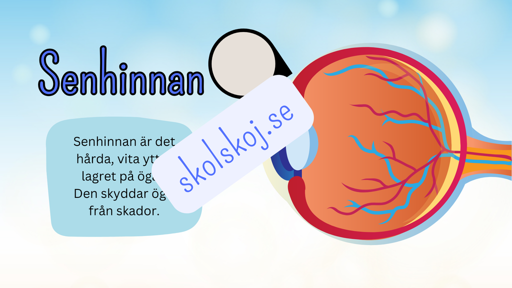Så fungerar ögat - Presentation + frågor - Åk 4 - 6