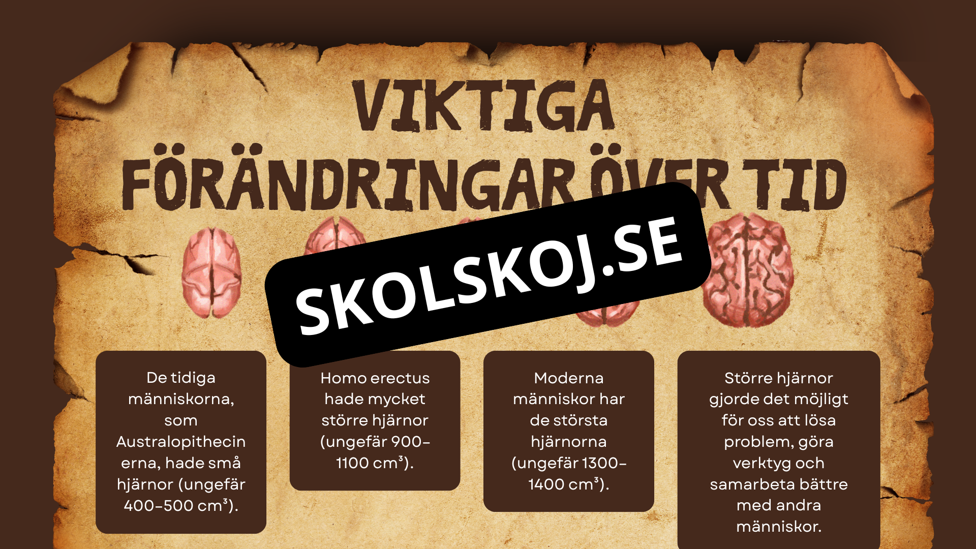 Människans utveckling - Fakta - Presentation - Frågor