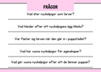 Nyckelpigans livscykel + Uppgifter - Årskurs 1 - 2