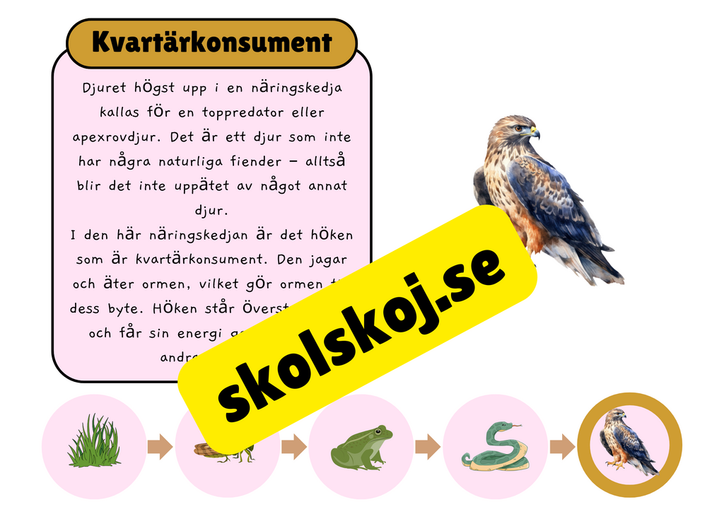 Näringskedjor - Ekosystem och livsmiljöer