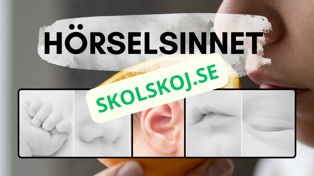 Våra fem sinnen - Presentation