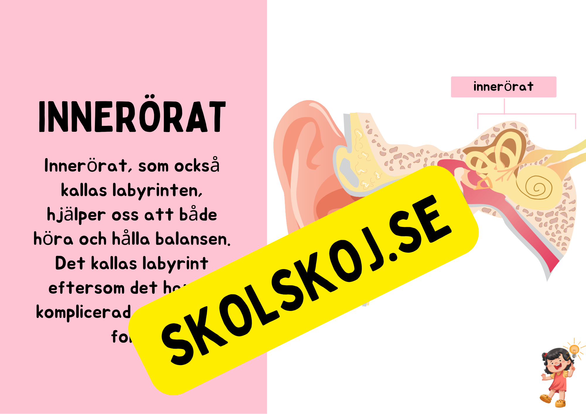 Örats delar - Presentation + Frågor