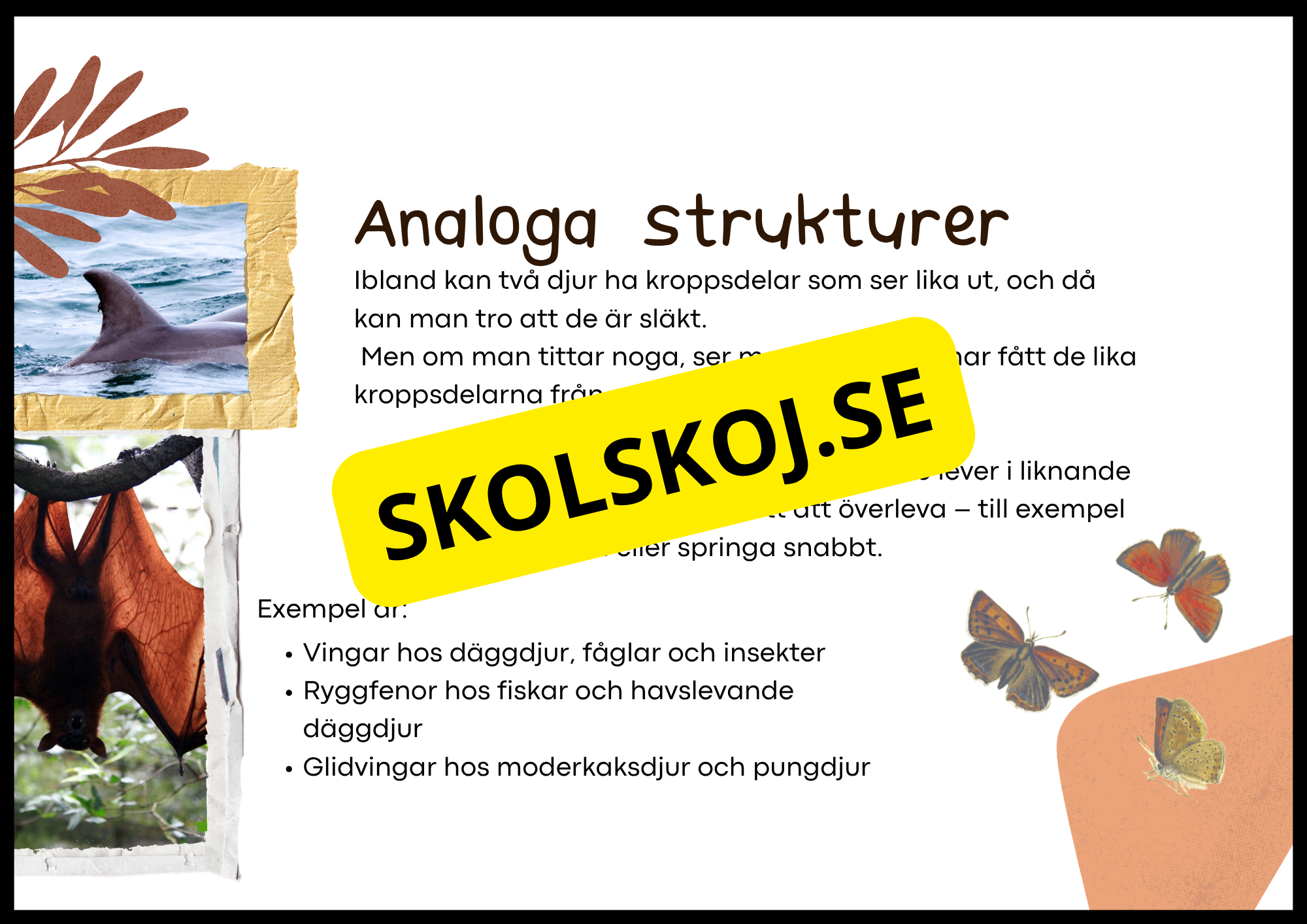 Grundläggande evolution - Årskurs 6 - 9